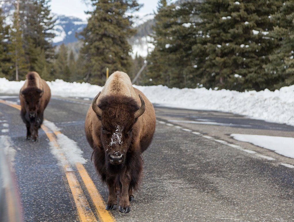 Bison 2016